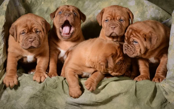 Camada de cachorros — Foto de Stock