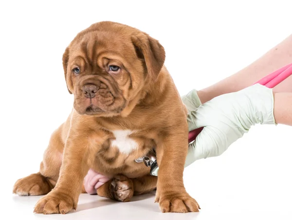 Veterinary care — Stock Photo, Image