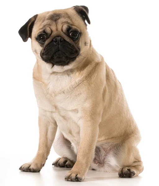 Schattig pug — Stockfoto