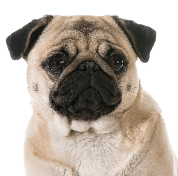 Pug head portrait — Stock Photo, Image
