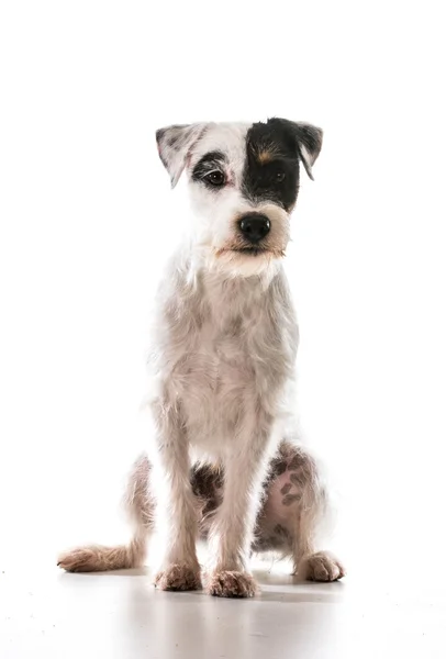 Jack russel terrier — Stock Photo, Image