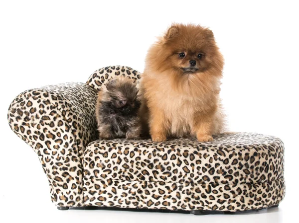 Pomeranian vuxen och valp — Stockfoto