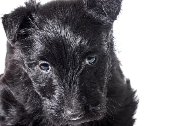Scottish Terrier cachorro —  Fotos de Stock