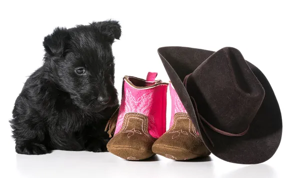 Landet hund — Stockfoto