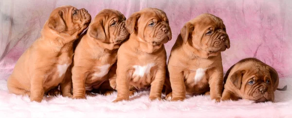 Dogue De Bordeaux Pictures Dogue De Bordeaux Stock Photos Images Depositphotos