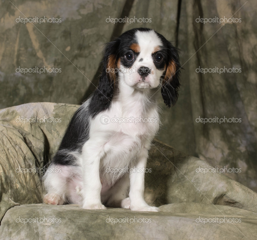 Cavalier King Charles Spaniel Shoulder Bag - Ruby Puppy Cavalier King Charles Spaniel Shoulder Bag - Ruby Puppy