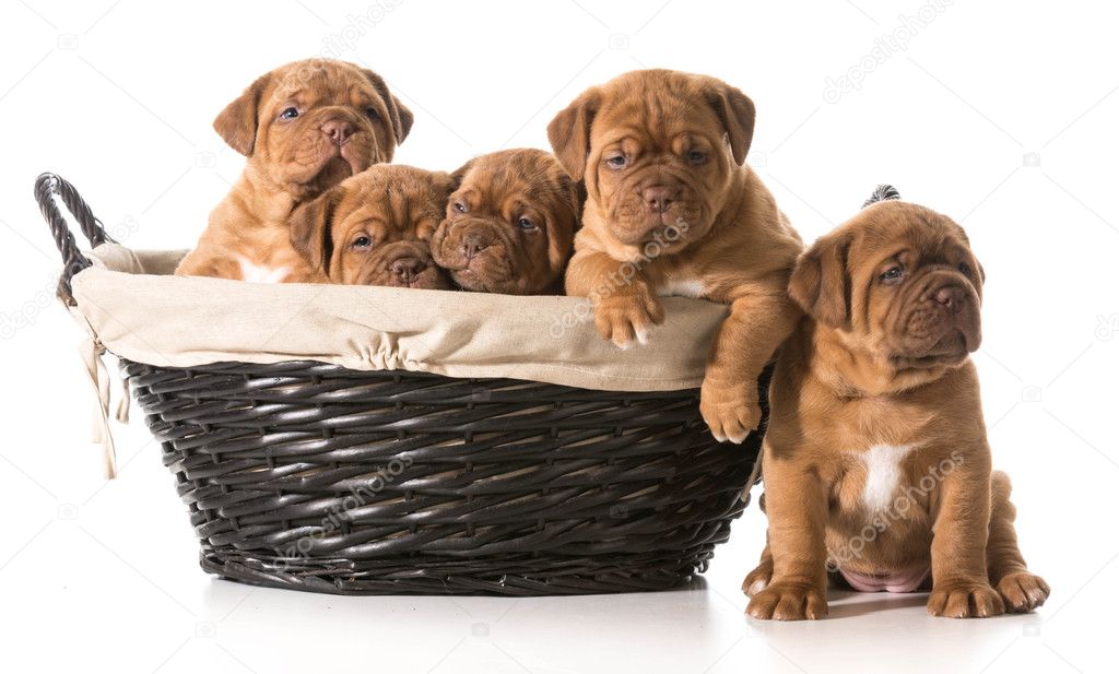 Litter of puppies Stock Photo by ©willeecole 42571805