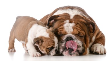 Bulldog baba ve oğul