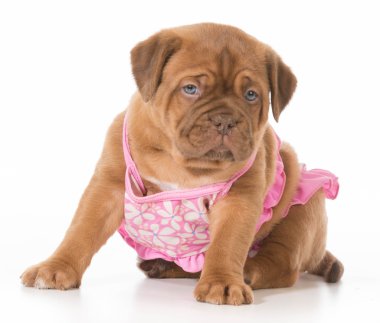 dişi köpek yavrusu