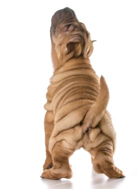 Çin shar pei köpek yavrusu 
