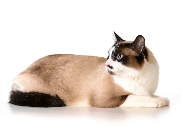 Ragdoll gato — Foto de Stock