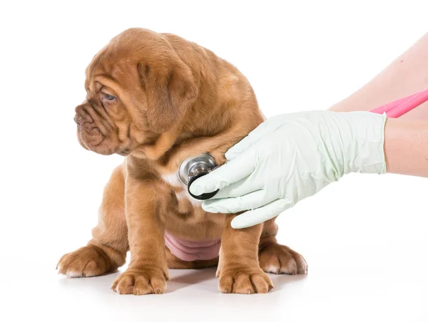 Veterinary care — Stock Photo, Image