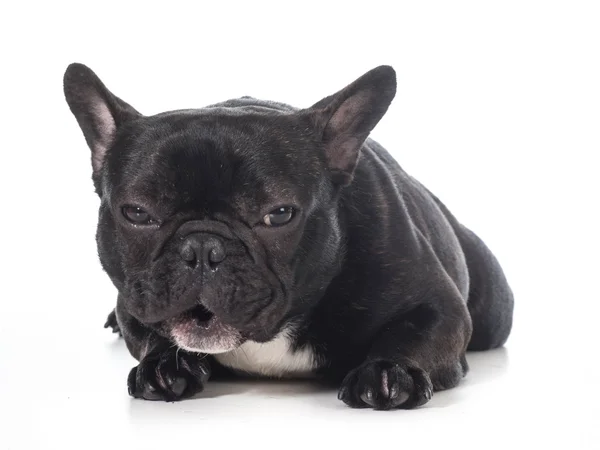 Fransk bulldog — Stockfoto