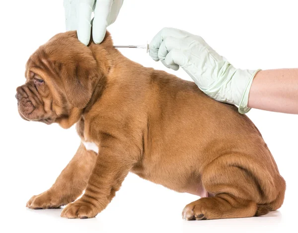 Cure veterinarie — Foto Stock