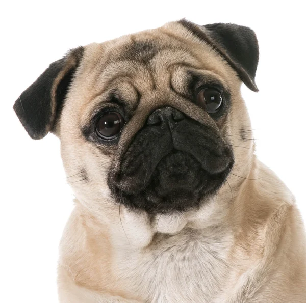 Retrato de cabeça de pug — Fotografia de Stock