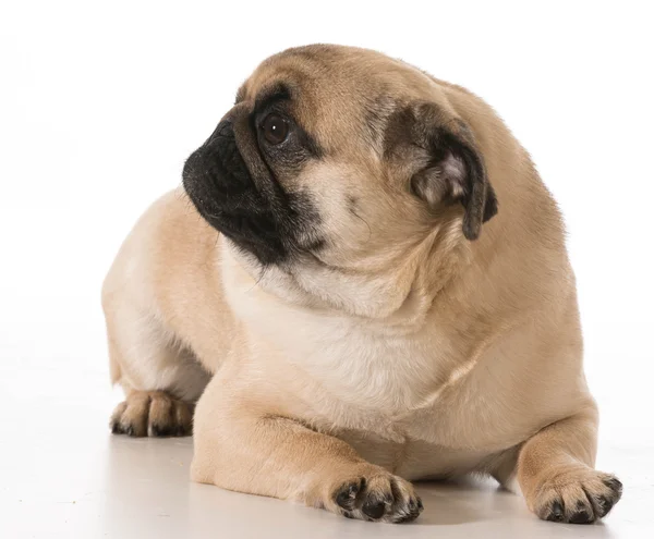 Schattig pug — Stockfoto