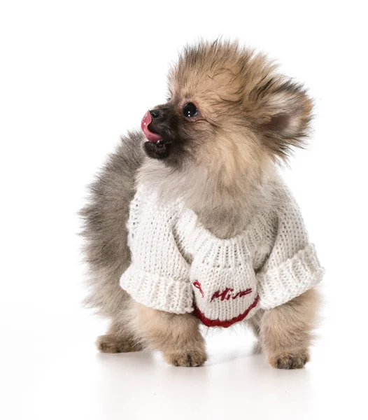 Cachorro usando suéter —  Fotos de Stock