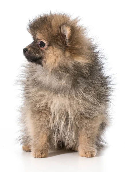 Pomeranian valp — Stockfoto