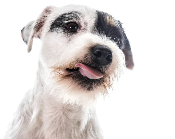 Jack Russel Terrier — Stockfoto