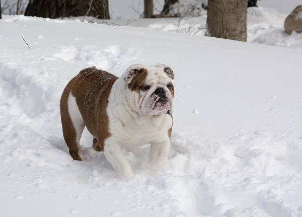 Winter fun — Stock Photo, Image