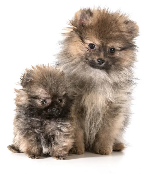 Pomeranian puppies — Stock Photo, Image