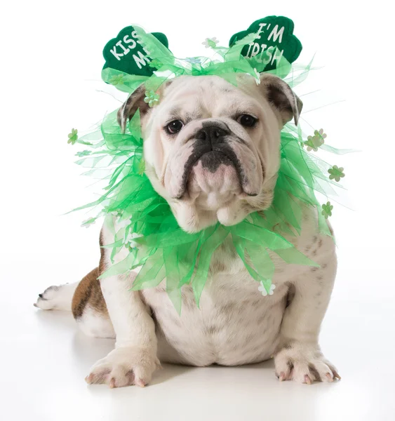 St. patricks dag hond — Stockfoto