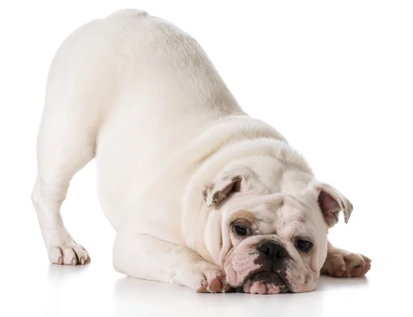 Cachorrinho bonito — Fotografia de Stock