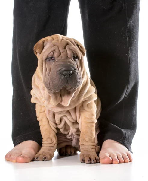 Dog sitting at owners feet — Stock Photo, Image