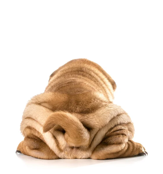 Hond bum — Stockfoto