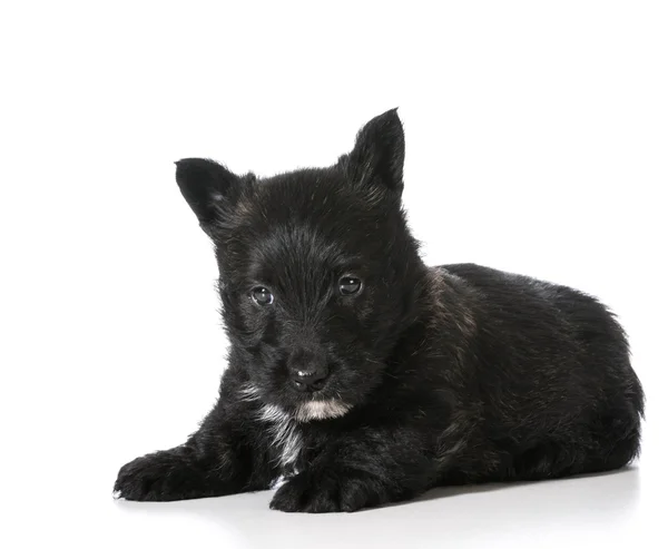 Skotsk terrier valp — Stockfoto