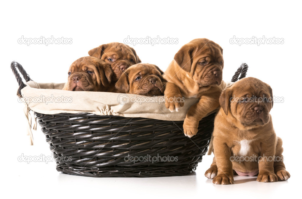 litter of puppies