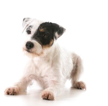 jack Russel terrier