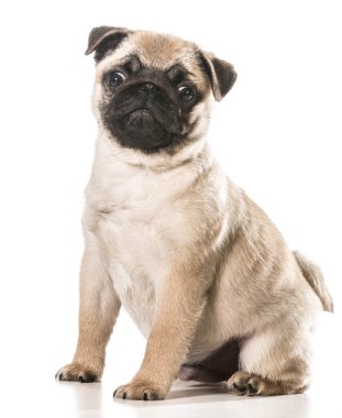 şirin pug