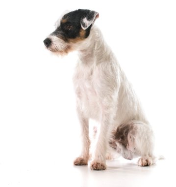 jack Russel terrier 