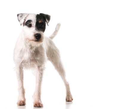 jack Russel terrier
