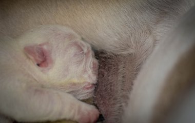 Hemşirelik köpek yavrusu