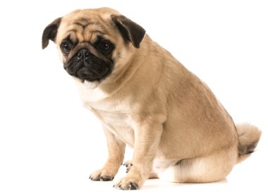 oturan pug