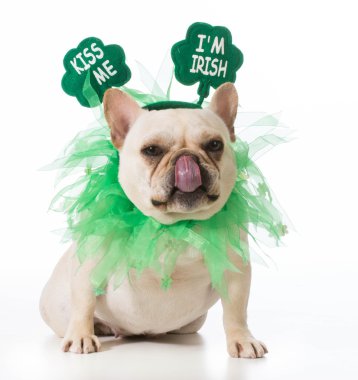 St patricks günü köpek