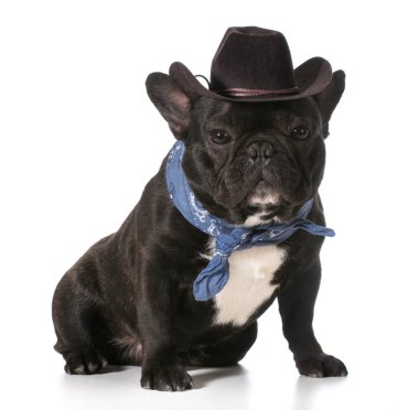 ülke köpek