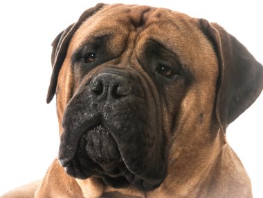 bullmastiff portre