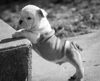 köpek merdiven çıkma