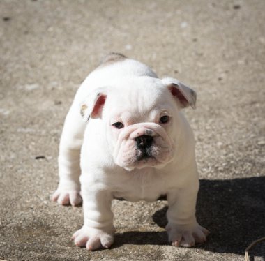 İngilizce bulldog yavrusu