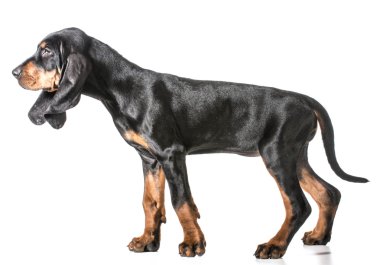 siyah ve tabaklamak coonhound