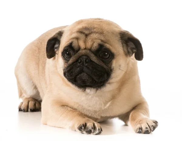 Pug acostado — Foto de Stock