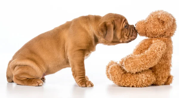 Best friends — Stock Photo, Image