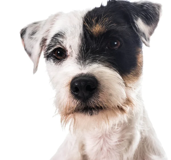 Jack Russel Terrier — Stockfoto