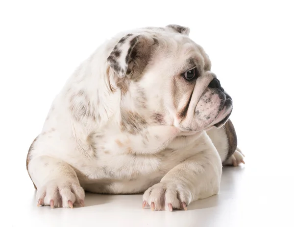 Englische Bulldogge — Stockfoto