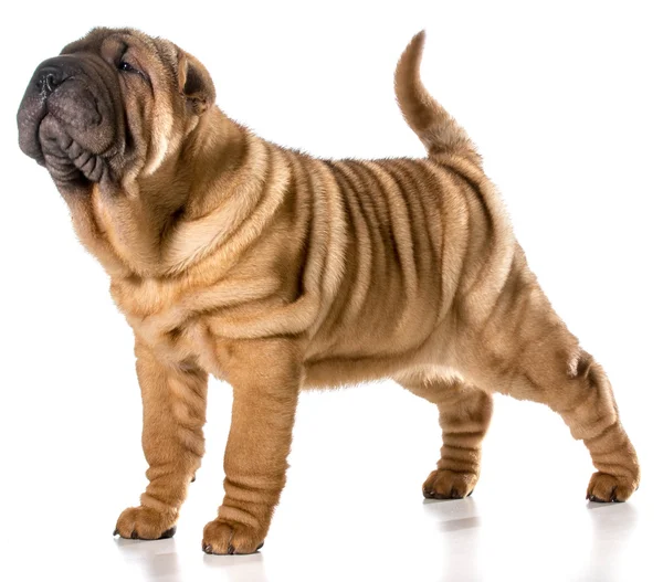 Chinese shar pei puppy — Stock Photo, Image