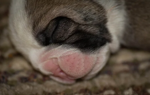 Новорожденный щенок — стоковое фото