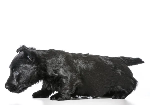 Schotse Terriër pup — Stockfoto